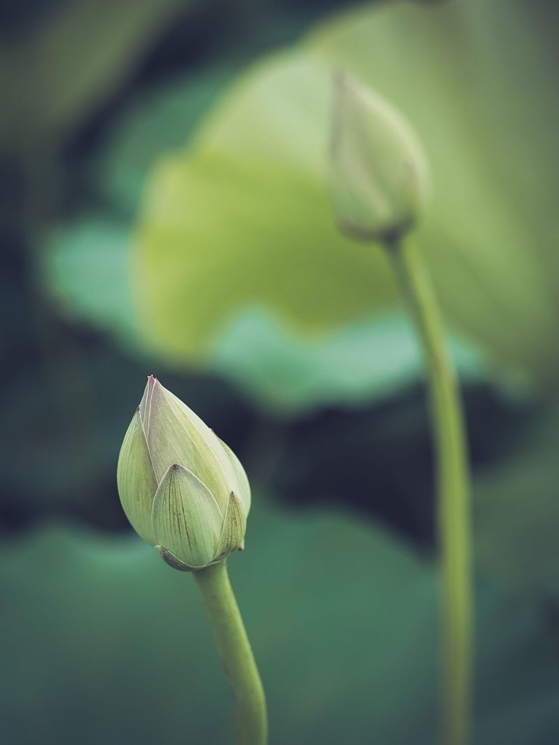 Spiritual Flowers